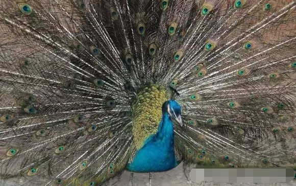 Ұ���һ���������ؼ���ĸ�������������������ŵøϽ�����