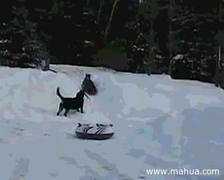 ЦgifͼƬ