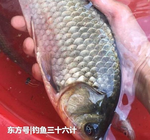 ���㼼�ɣ������������������ѡ��