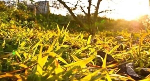 黑龙江怒烧200多吨转基因玉米种子