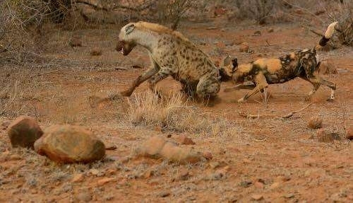 鬣狗大战猎狗相互掏肛, 鬣狗: 你这是欺师灭祖!