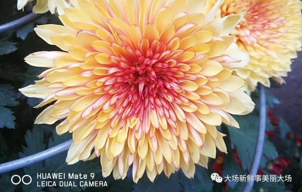 �ϴ�ջ�չԤ�����ܿ�ʼ������Ȧ�����ǵľ���һ��