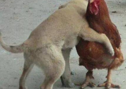 �����ͼ�һ�鳤�����˵�������Ҫ�Ѽ�ɱ�ˣ��������������˸ж�
