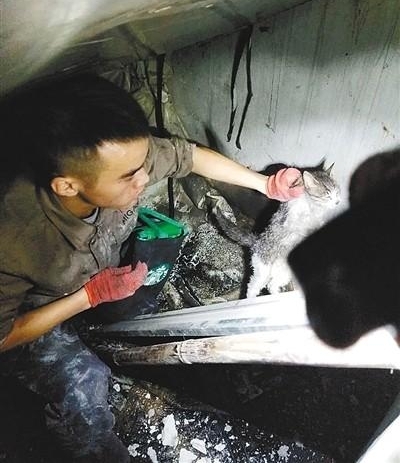 用了九牛二虎之力 救出一只流浪猫