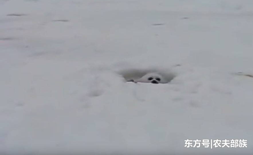 �����ڱ������з���һֻ������û�뵽���ֳ��������������