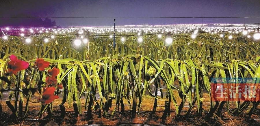 武鸣火龙果基地亮起数万盏灯 场面壮观美不胜收