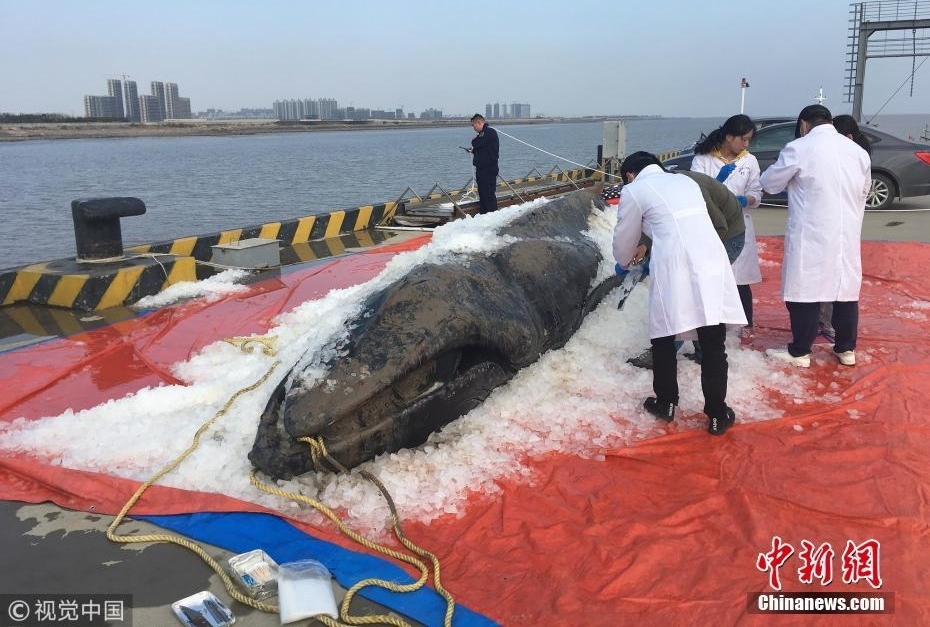 三度“迷路”江苏启东海滩 座头鲸宝宝已确认死亡