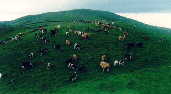 天然高山草原风光——于都屏山牧场