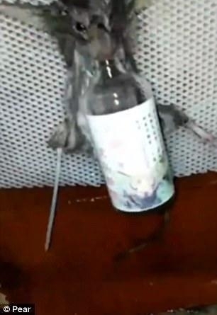 老鼠偷了1块面包被可恶男子五花大绑灌酒,随后竟拿起一旁打火机