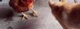 �����ͼ�һ�鳤�����˵�������Ҫ�Ѽ�ɱ�ˣ��������������˸ж�