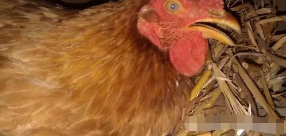 Ұ���һ���������ؼ���ĸ�������������������ŵøϽ�����