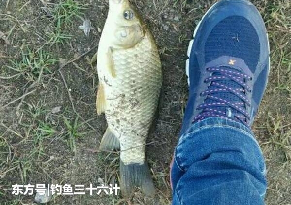 ���㼼�ɣ������������������ѡ��
