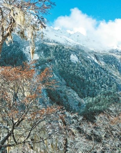 雪域生态好 初冬岩羊肥