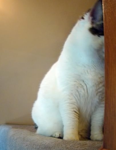 ˱Ц