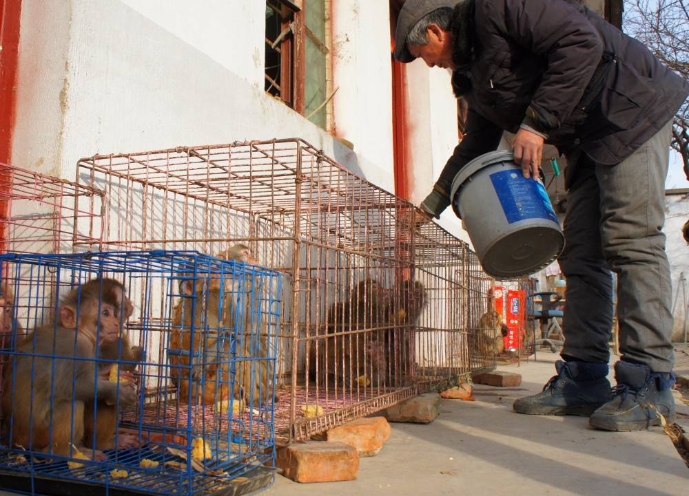最后耍猴人:给猴子吃水果自己住10元店 称比讨饭强
