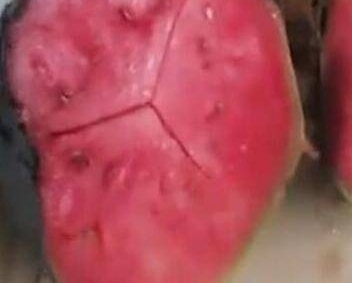 男子将西瓜放到火上烤,看起来非常奇葩,切开后的样子不服都不行