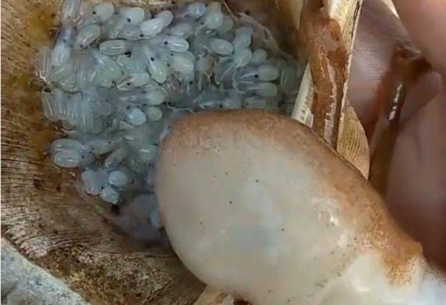 ����Ұ�����ʱ������һֻ���еİ�צ�㣬��������æ������