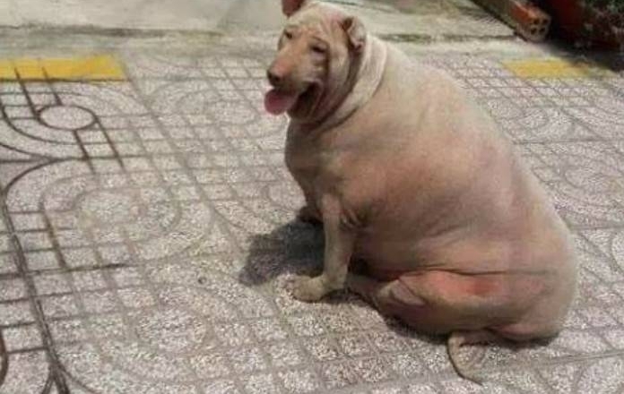 ��ͷ����Ȼ�ܵ�·�����ˣ�����·�˹�����Ц��