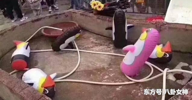 广西奇葩动物园火了,以为里面有企鹅看,当网友走近一看瞬间笑喷