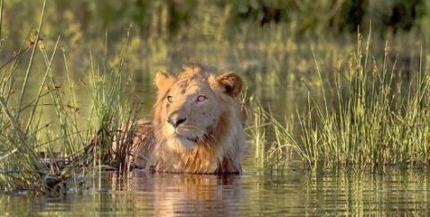 ��ʨ�������еĳ���,���ϲ��Ӻ�Ȼ��ҧס����ק,������������