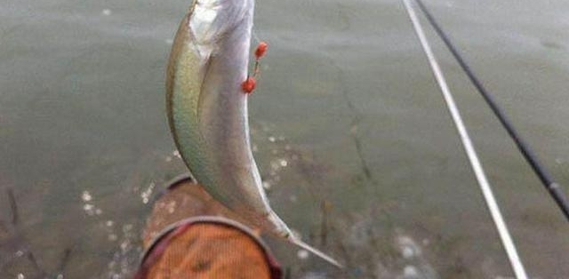 ũ����1����Ӫ����ֵ�����ߣ������ñ��ܶ����������ԭ��������