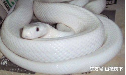 民间故事:独自走夜路,偶遇陌生人结伴同行,不料对方竟然是蛇仙