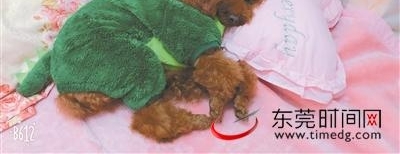 ��ݸŮ������һֻ̩�� �����Ů��һ��