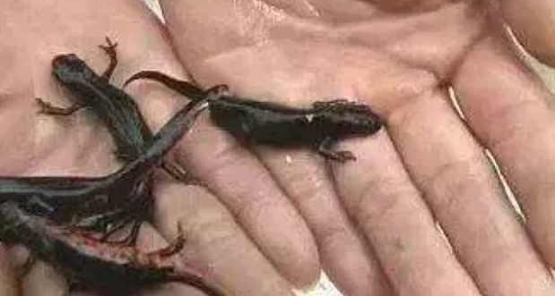 钓友意外捕到5条怪鱼跟朋友分享,朋友一句话吓得他赶紧放生!