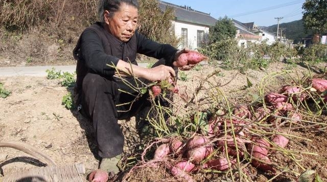 88岁老人养仨儿一个指望不上 仍下地干活讨口饭吃