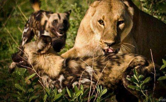 5��Ұ��׷��ʨ���͸�, ��ִ������! ʨ��: ʨ��ζ�����
