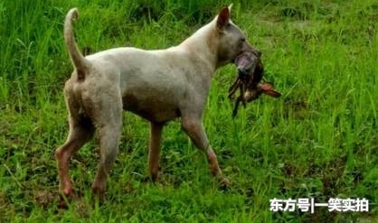 ����Ϊ��Ȯ֮���������ȹ�������è��ϡ�У�ȴ�������
