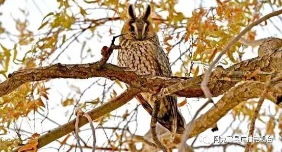 ����������ѩ����һ�����^��xi��o����֦ͷ ~������ȷ��ˣ�