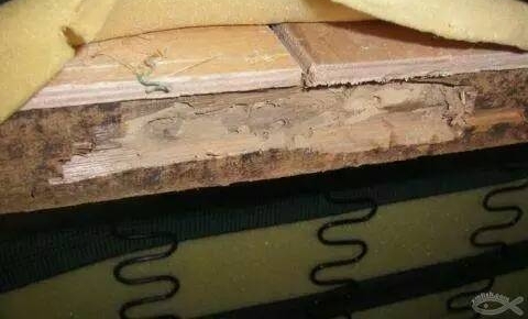һŮ�ӱ�����ʹ���������巢��һ���棬���ྐྵ������