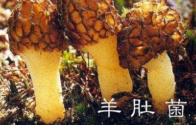 ũ����紴ҵ����ֲ��ϡ����һĶ��������Ԫ