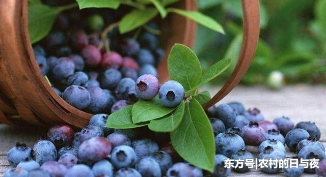 �������ݮ���ô�֡���������ũ���ܱ��˺��ƣ����¹�˭��
