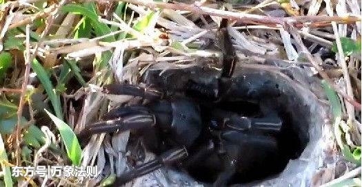 ���Ӻ��浹ˮ���ݶ���������Ķ�������������ë