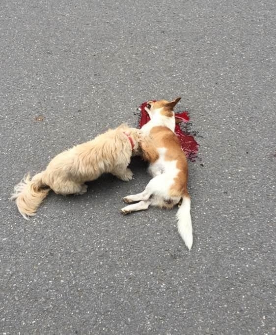 可怜的狗狗被压死一天了,同伴依然对守护他的尸体不离不弃