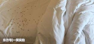 女子醒来觉得不对劲,掀开枕头发现有东西,仔细一看吓得赶紧喊人