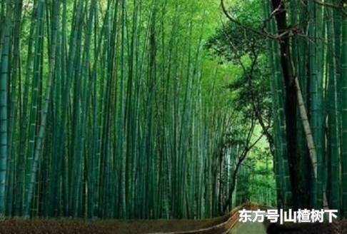 民间故事:独自走夜路,偶遇陌生人结伴同行,不料对方竟然是蛇仙