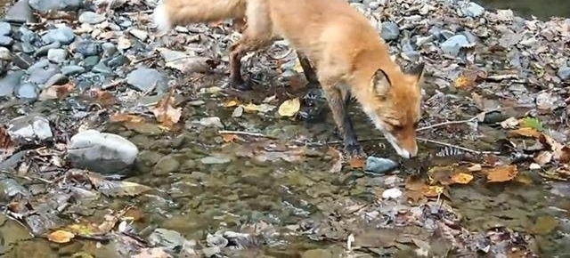 山溪钓鱼,一只狐狸流着口水紧紧地跟着