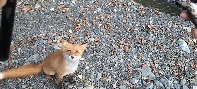 山溪钓鱼,一只狐狸流着口水紧紧地跟着