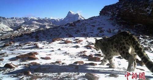 ����ѩ���� ���׽�Դѩ�������ա�����