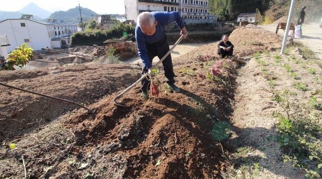 88岁老人养仨儿一个指望不上 仍下地干活讨口饭吃