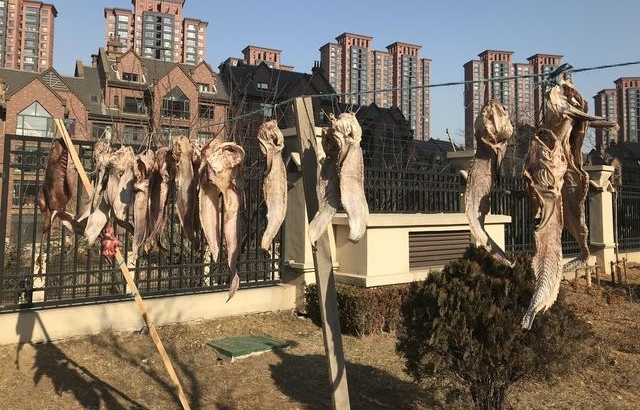 大连开发区,小区树上的怪兽,原来是被海风吹干的咸鱼