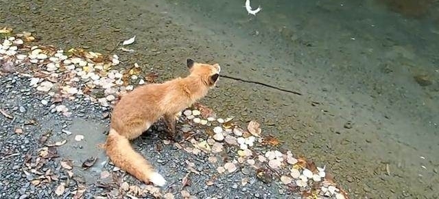 山溪钓鱼,一只狐狸流着口水紧紧地跟着
