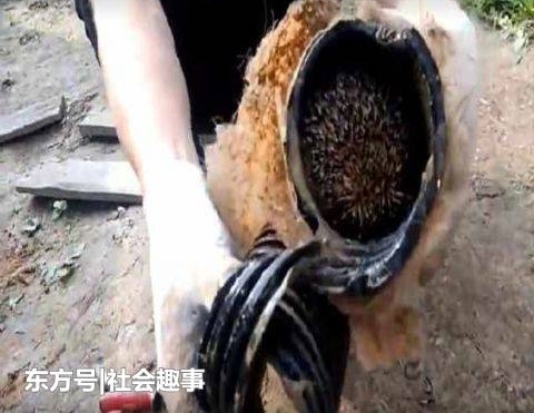 外国小哥家下水道莫名堵塞, 清理下水道时,结果发现这只小家伙