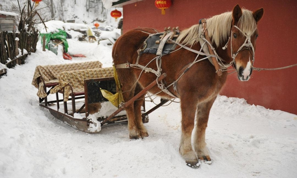 ����20�ȶ���ѩ��һ�����ӱ��4�� ���������