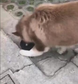 ����ʧ��һСʱ��������ؼң���ʺ�٣��ϱ�����������