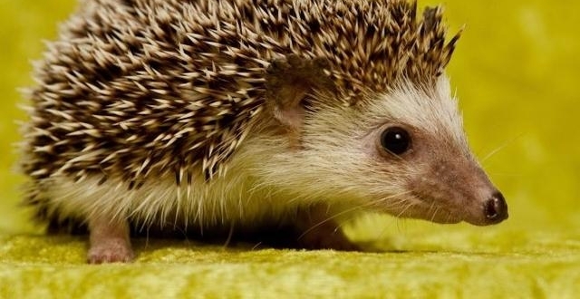 ���������ҡ��ס���Ϊ���ڶ�������Ϊ5���ɼң�