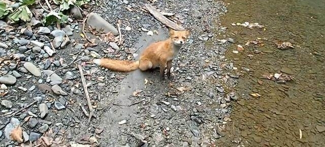 山溪钓鱼,一只狐狸流着口水紧紧地跟着